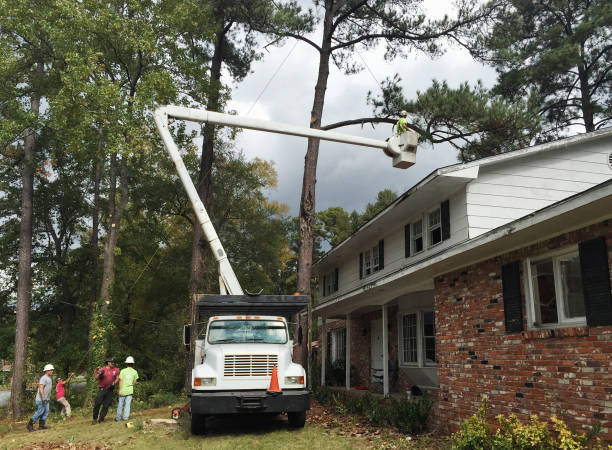 Best Utility Line Clearance  in Falling Waters, WV