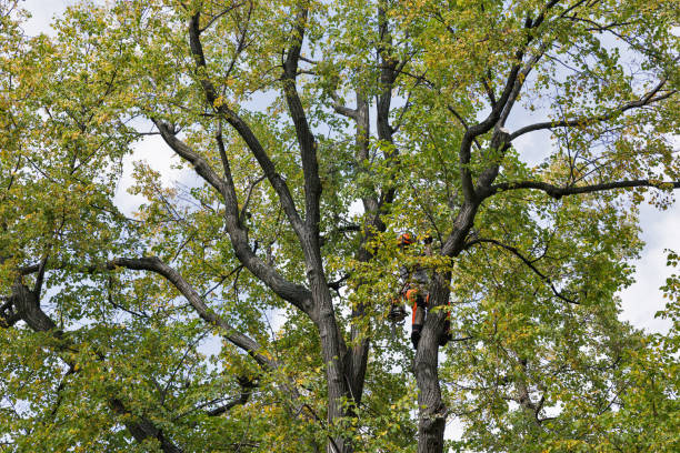 How Our Tree Care Process Works  in  Falling Waters, WV